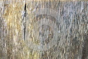 Wood textured background for design photo