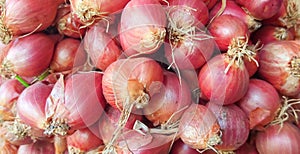 Real Onion before to plant on field & x28;union seed& x29;