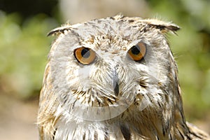 Real owl (bubo bubo)
