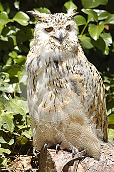 Real owl (bubo bubo)