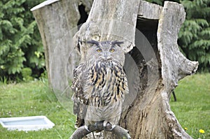 Real owl (bubo bubo)