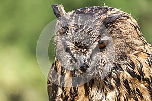 Real owl, bubo bubo