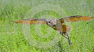 Real owl that is flying over the green meadow