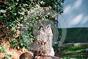 Real owl perched on the grass