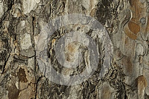 real pine bark background