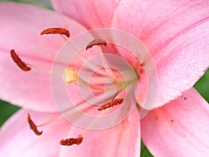 Real Pink Flower Backgrounds