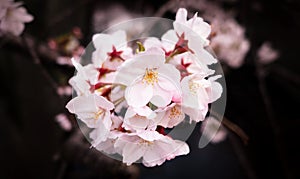 Real pink sakura flowers or cherry blossom close-up.