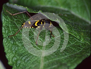 Real ram`s beetle perches