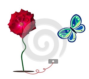 Real red rose and illustration butterfly isolated on white background