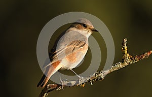 real redhead on a twig