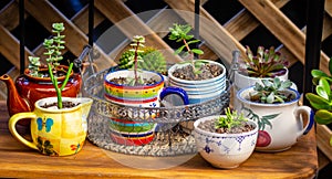 Real reused, recycle, re-purposed kitchen pot and cup for house plants and succulents eco gardening photo