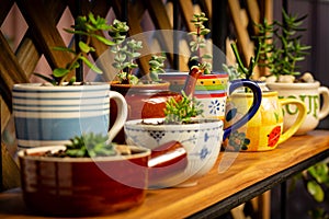 Real reused, recycled, re-purposed kitchen pot and cup for succulents, alternative to plastic pots photo