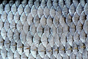 Real Roach Fish Scales Background