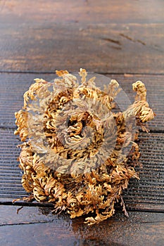 Real rose of Jericho
