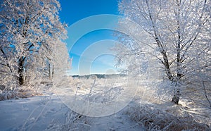 Real Russian Winter. Morning Frosty Winter Landscape With Dazzling White Snow And Hoarfrost, Trees And A Saturated Blue Sky