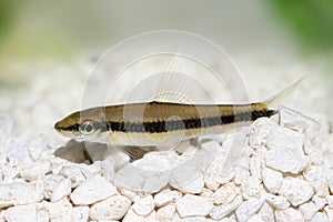 Real siamese algae eater catfish Crossocheilus oblongus aquarium fish