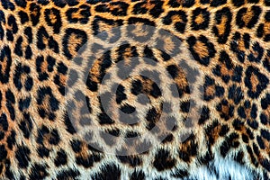 Real skin texture of Leopard