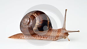 Real snail isolated