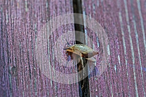 Real snail on wooden boards