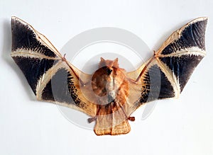 Real stuffed orange bat Kerivoula picta with wings isolated on white close-up, scary animal, halloween, gothic