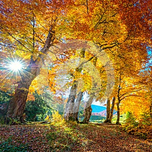 Real Sun in Autumn landscape - tall forest golden trees with sunlight, panoramic