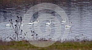 real swan, Cygnus olor, a species of swan and a member of the waterfowl family Anatidae