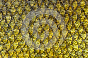 Real Tench Fish Scales Background