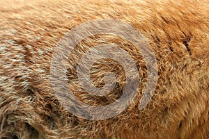 Real texture of red fox fur