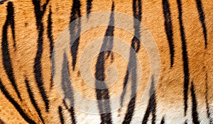 Real Tiger Fur Texture Striped Pattern Background