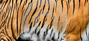 Real tiger skin texture. Tigris fur background texture image background