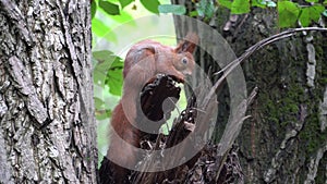 Real time 4k fotage of a squirrel eating a nut while sitting on a broken tree