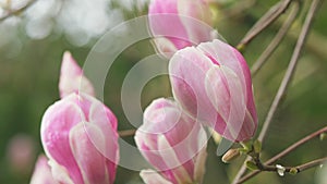 Beautiful Blooming Pink Magnolia Tree. Fabulous Spring Fairy Tale Floral Garden.