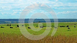 Black Cow Walking And Eating Grass On Green Meadow. Cow Grazing On Pasture In Summer Day.