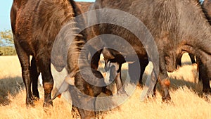 Real time eating grass buffaloes herd in farm,a large herd of buffaloes is grazing in the forest, selective focus on subject