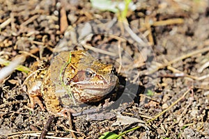 A real toad lat. Bufonidae or just a toad on a bright sunny autumn day. Moscow region, Russia