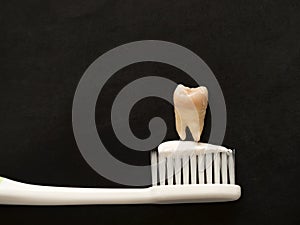 Real tooth on white toothbrush with toothpaste on black background. Good healthy teeth concept