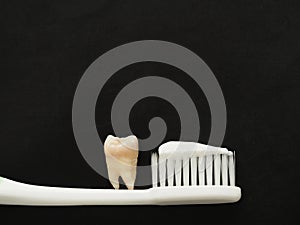 Real tooth on white toothbrush with toothpaste on black background. Good healthy teeth concept