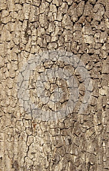 Real tree old wooden texture. Wood background with brown green structure. Natural forest rustic photo