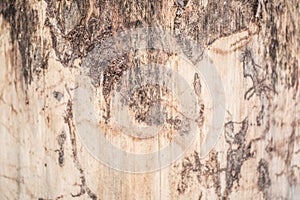 Real tree old wooden texture. Wood background with brown green structure. Natural forest rustic photo. Ecological pine bark