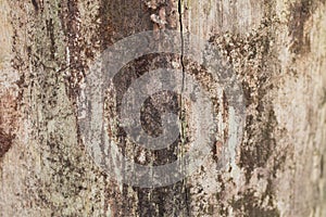 Real tree old wooden texture. Wood background with brown green structure. Natural forest rustic photo. Ecological pine bark