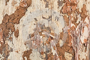 Real tree old wooden texture. Wood background with brown green structure. Natural forest rustic photo. Ecological pine bark