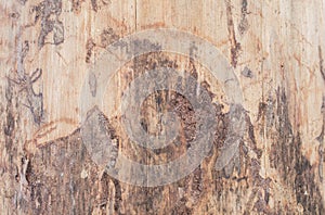 Real tree old wooden texture. Wood background with brown green structure. Natural forest rustic photo. Ecological pine bark