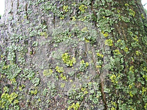 Real tree old wooden texture. Wood background with green moss and mold. Natural forest rustic photo