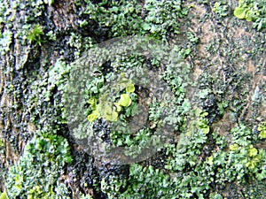 Real tree old wooden texture. Wood background with green moss and mold. Natural forest rustic photo