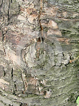 Real tree old wooden texture. Wood background with green moss and mold. Natural forest rustic photo