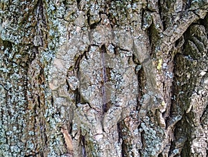 Real tree old wooden texture. Wood vertical background with brown green structure. Natural forest rustic photo. Ecological pine