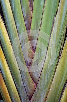 Real tropical leaves background, jungle foliage
