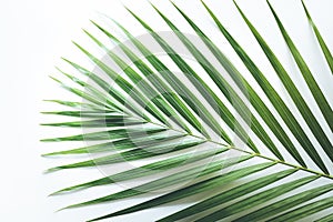 Real tropical leaves backgrounds on white.Botanical nature concept