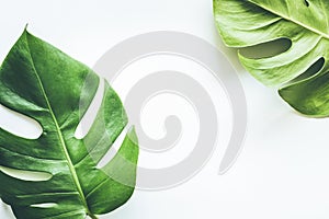 Real tropical leaves backgrounds on white.Botanical nature concept