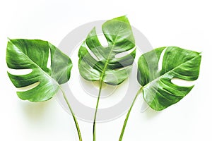 Real tropical leaves backgrounds on white.Botanical nature concept